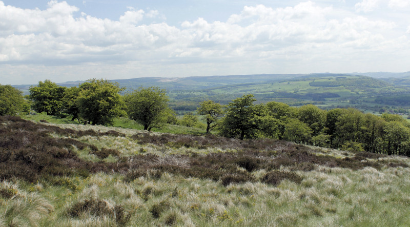 Lees Moor Wood