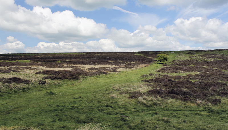 Longstone Moor