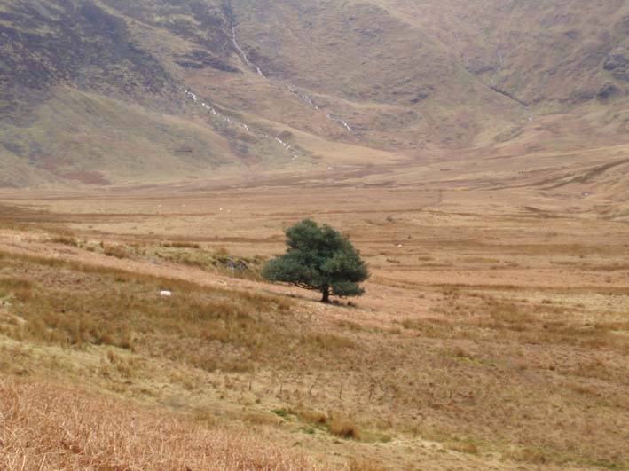 Mosedale Holly Tree