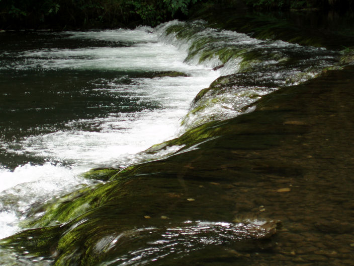 River Dove