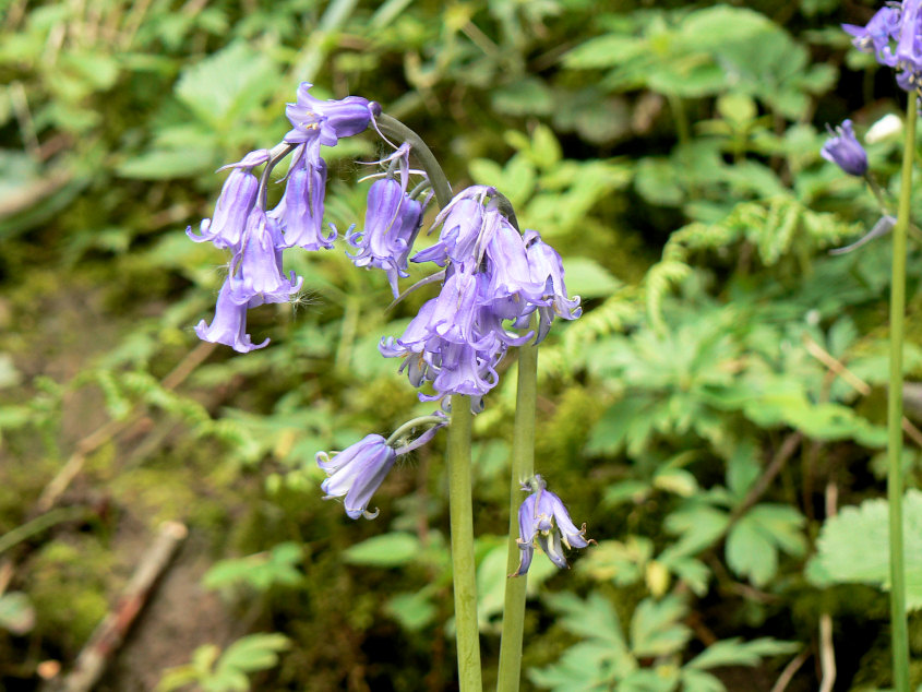 Bluebells Bluebells