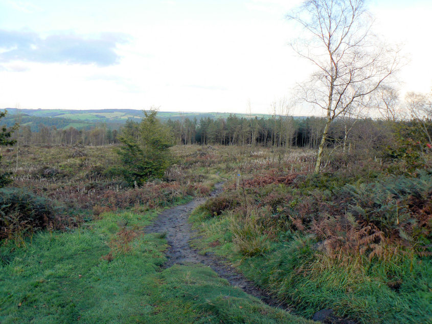 Big Plantation