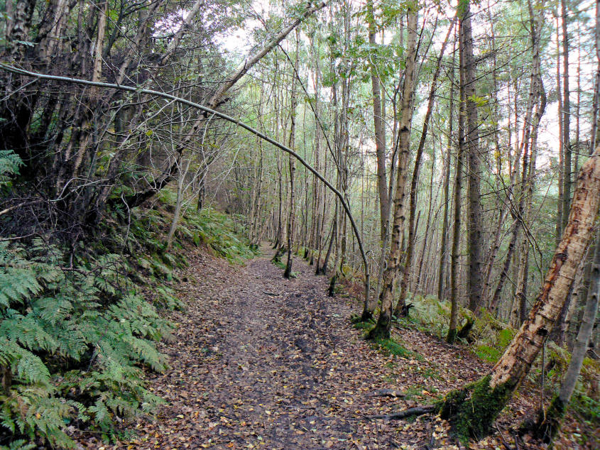Birch Wood