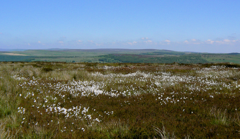 Gibbet Moor