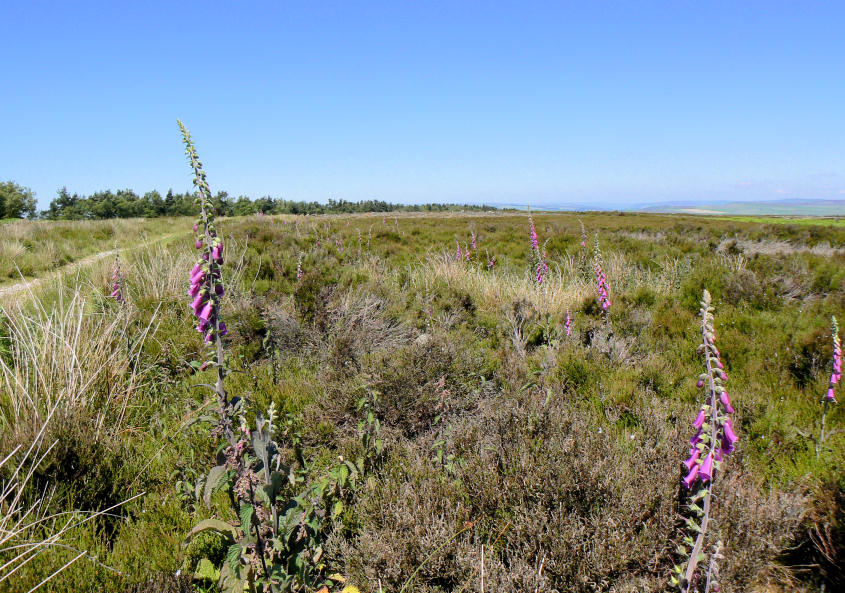Gibbet Moor