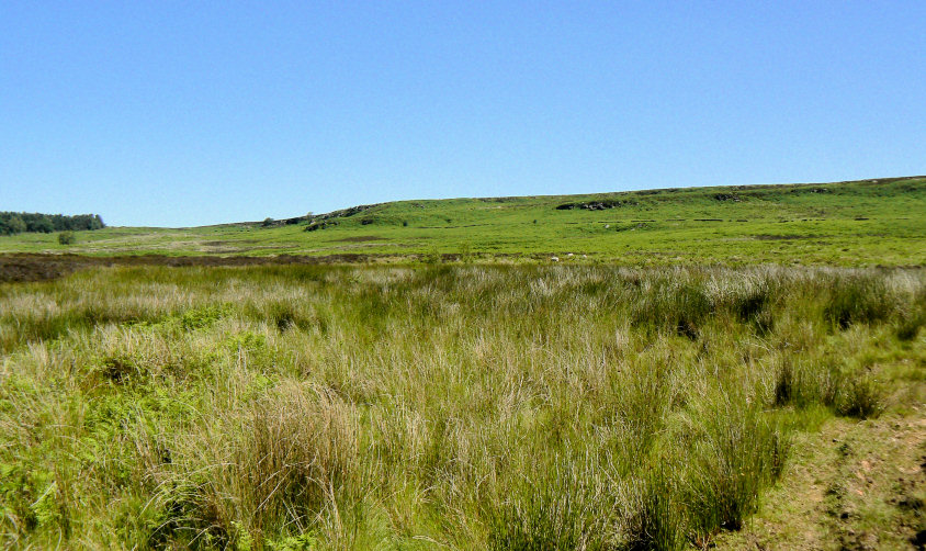 Harland Edge