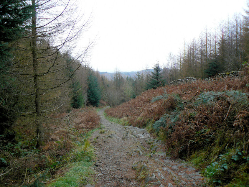 Grizedale Forest