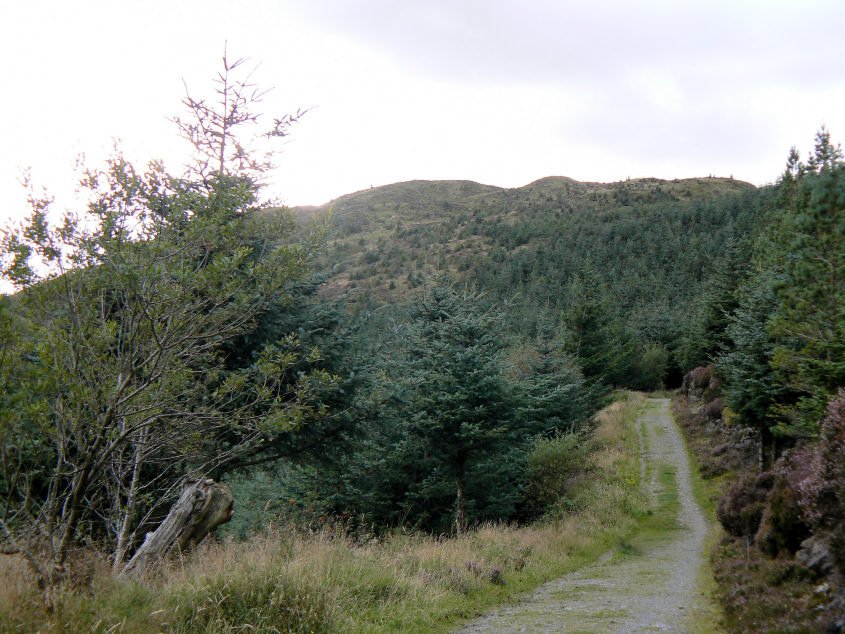 Dodd