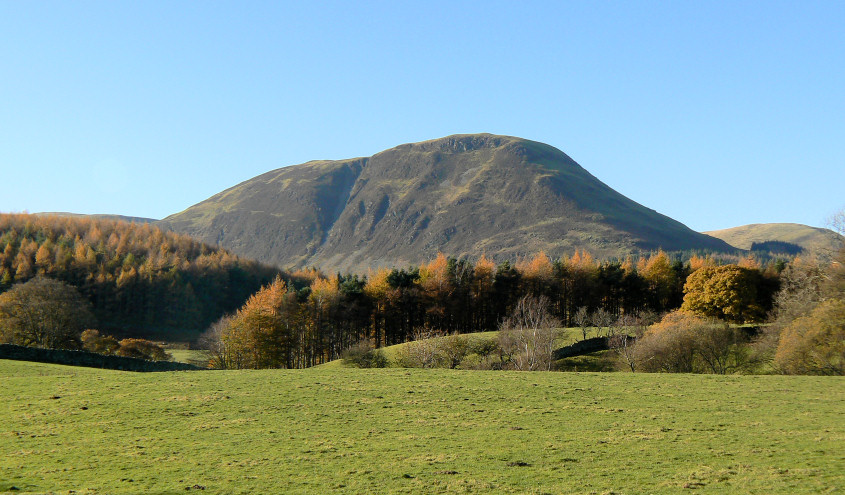 Carling Knott