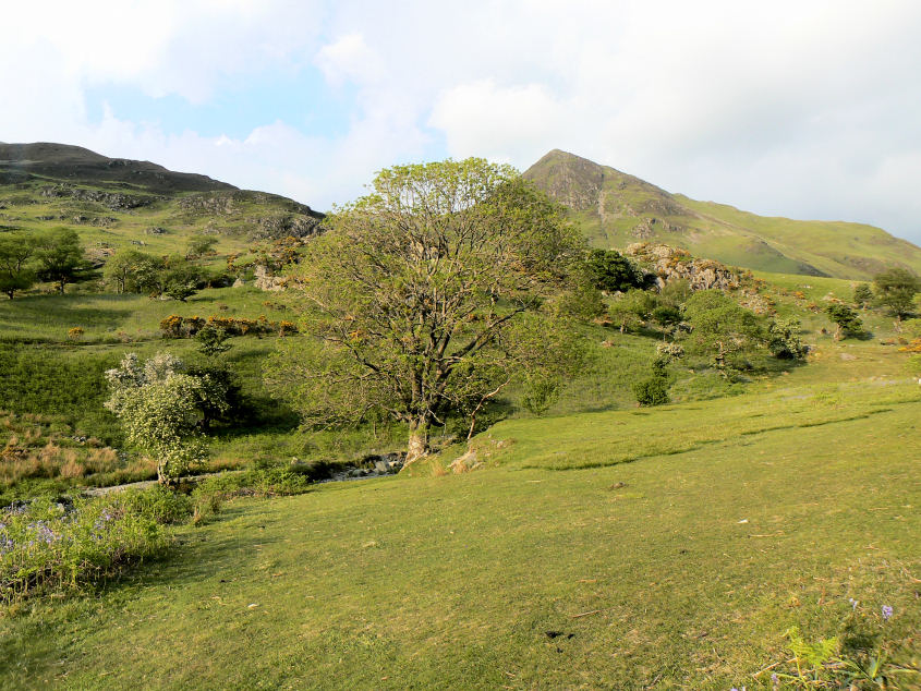 Whiteless Pike