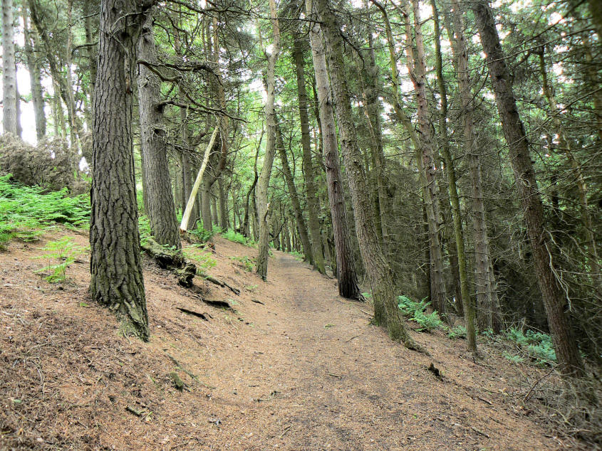Langsett Bank