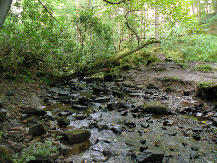 Halldale Brook