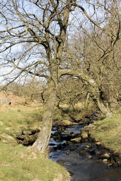 Burbage Brook