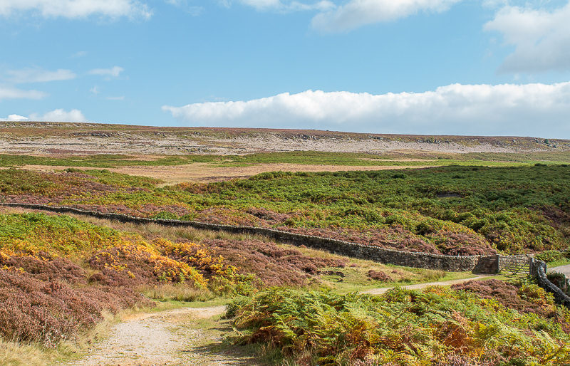 Harland Edge