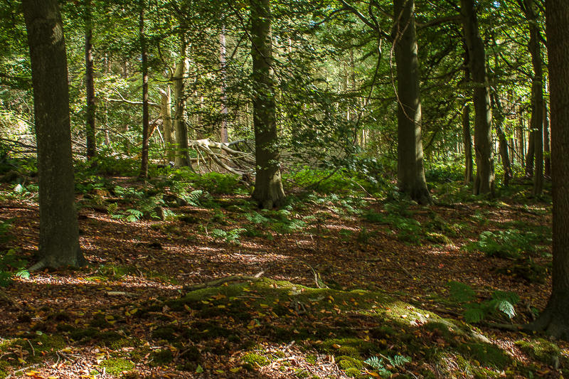 Stand Wood