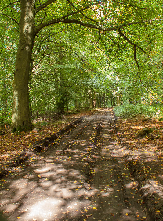 Stand Wood