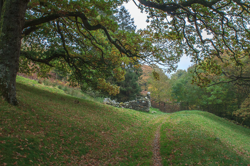 Chapel Wood