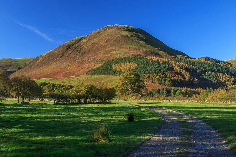 Carling Knott