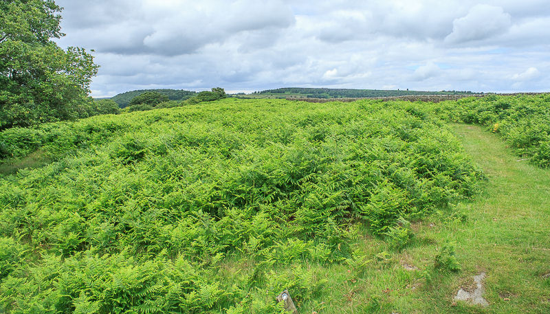 Dobb Edge