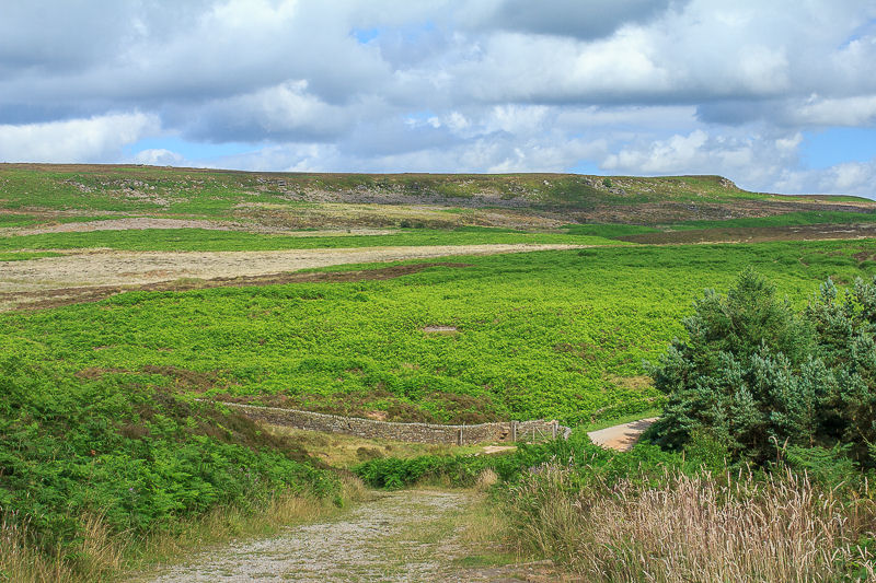 Harland Edge