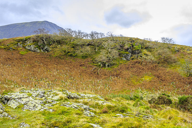 Brackenthwaite Hows