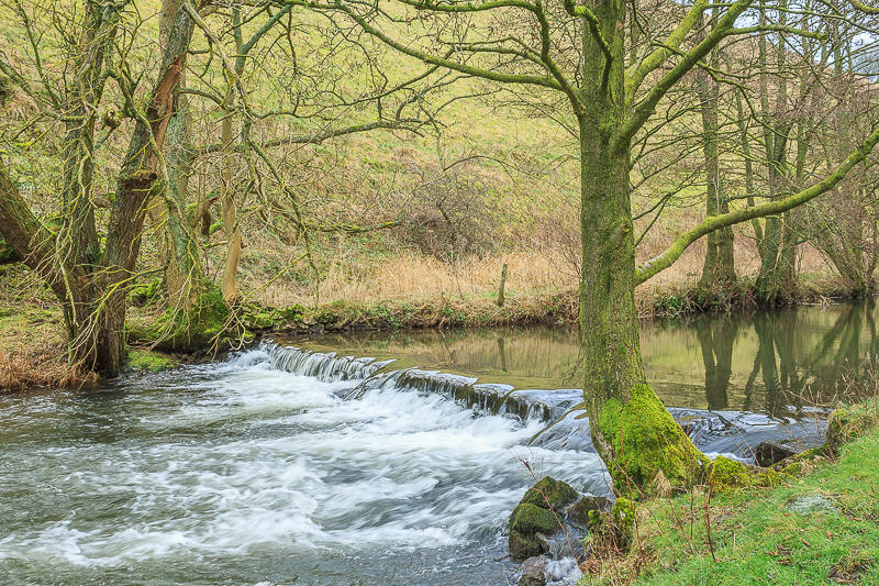 River Dove