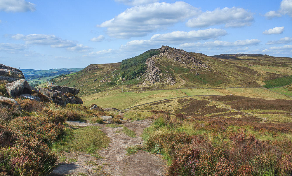 The Roaches
