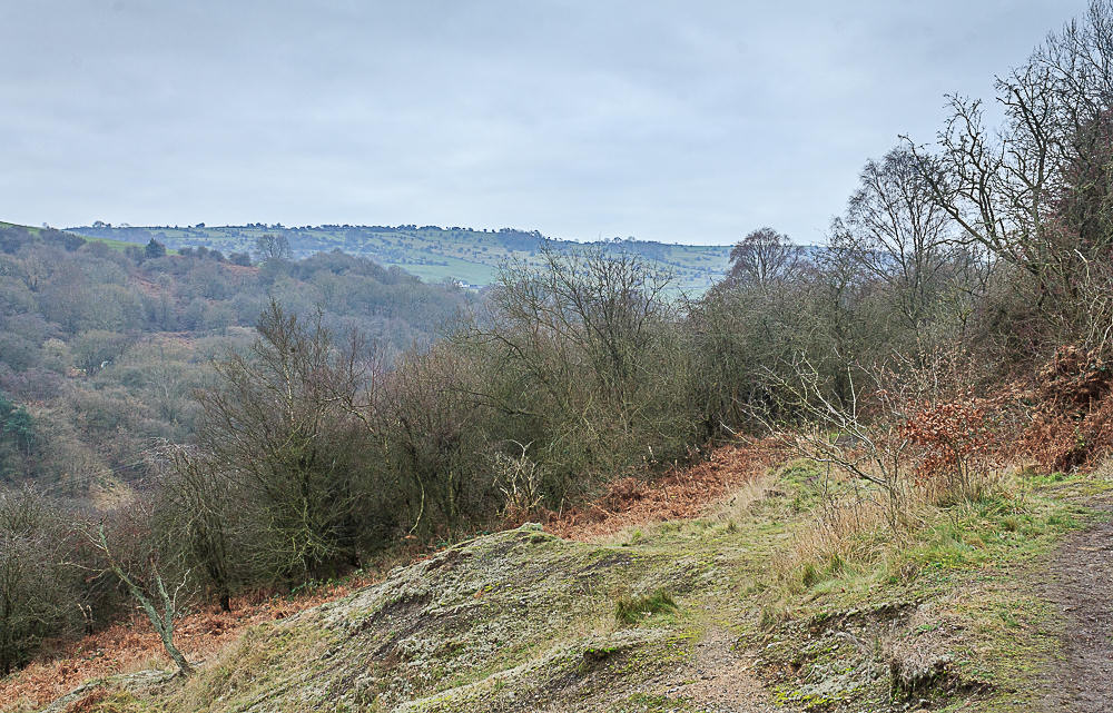 Clough Wood