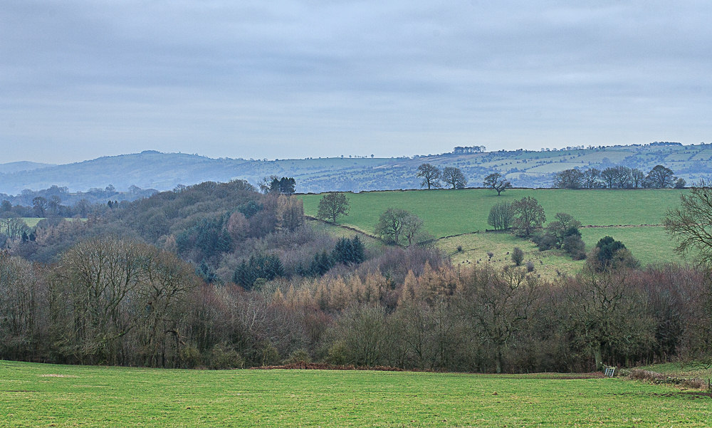 Sabine Hay Wood