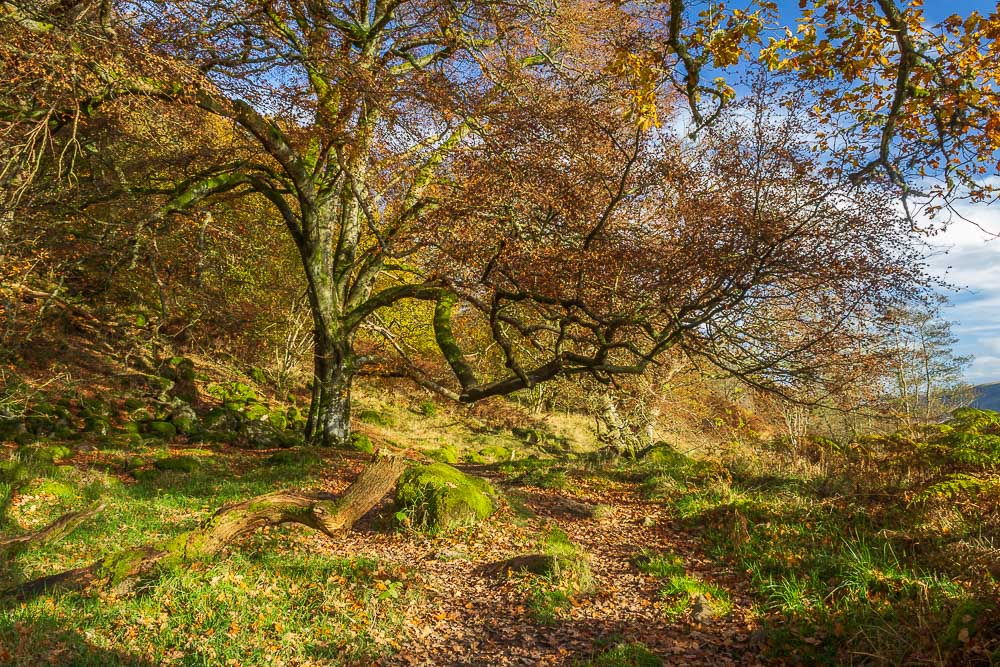 Swinburn's Park