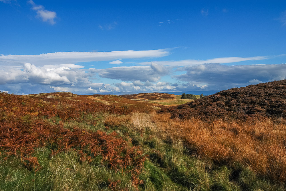Naddle Low Forest