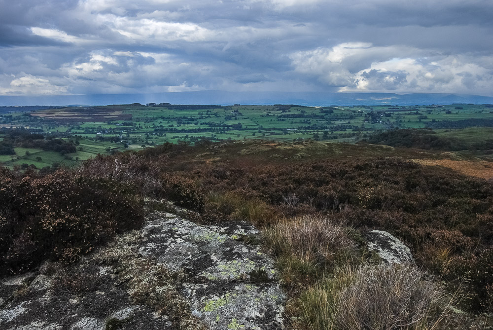 Naddle Low Forest