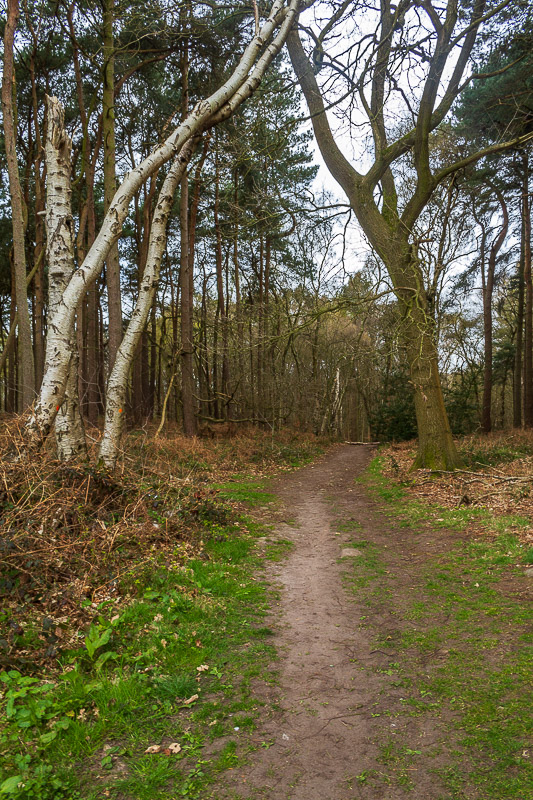 Moor Plantation
