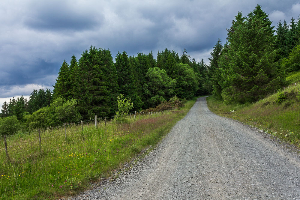 Kielder Forest