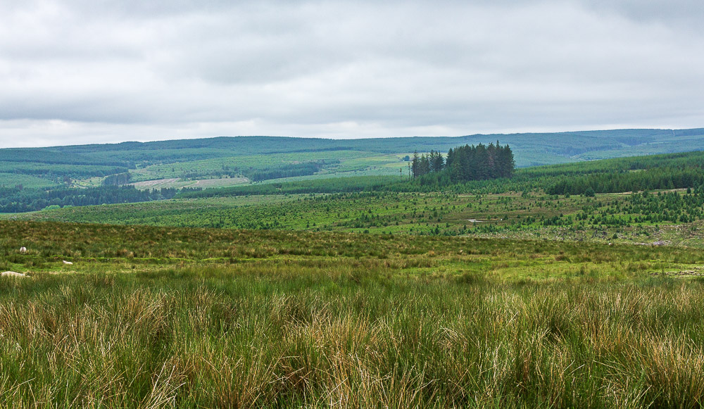 Gilliehill Clints