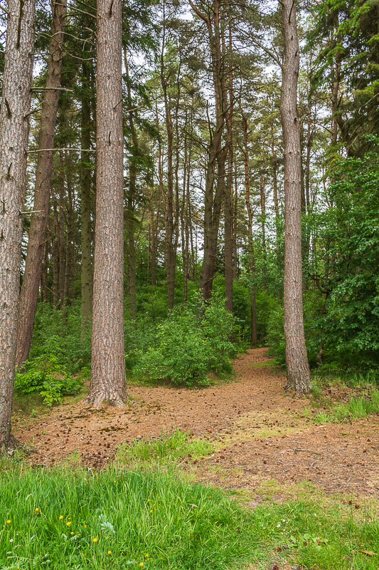 Kielder Forest