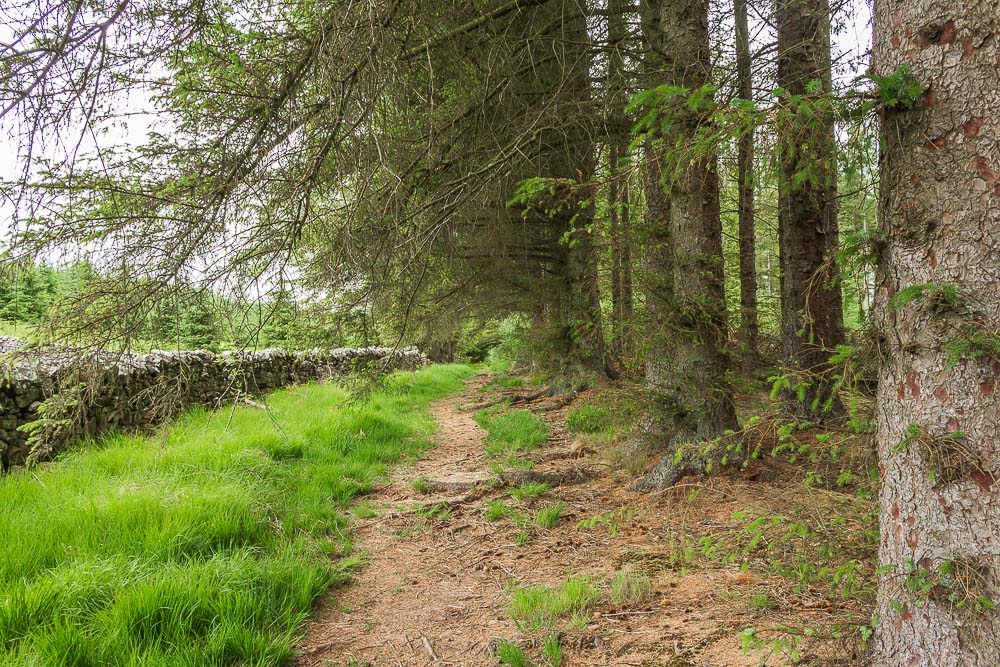 Kielder Forest