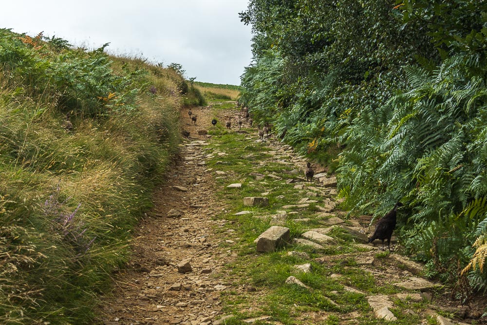 Eyam Moor