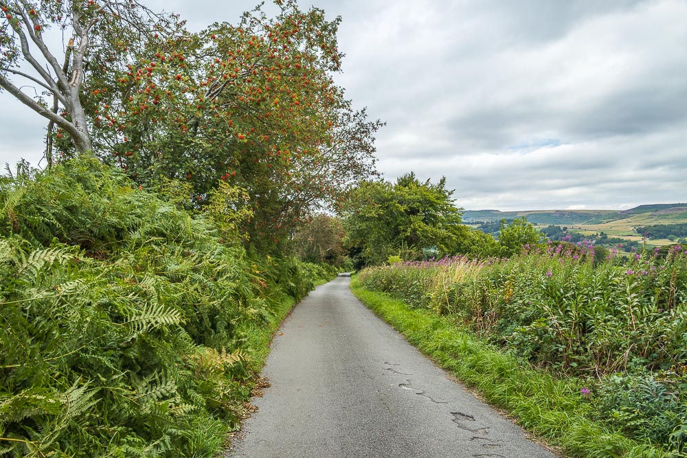 Rowan Trees