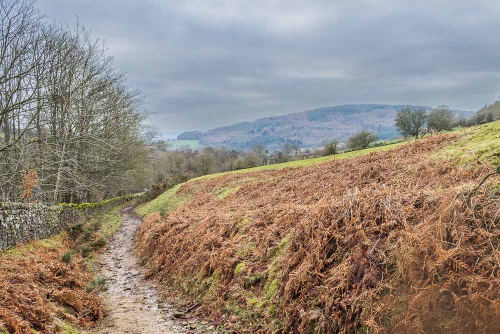 Lindop Wood