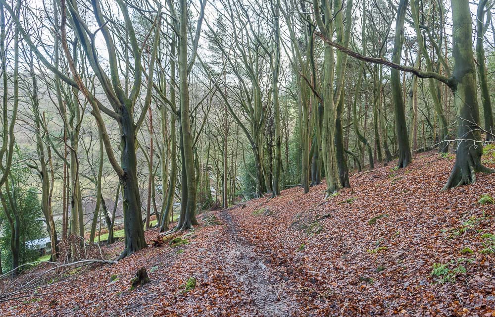 Birch Wood