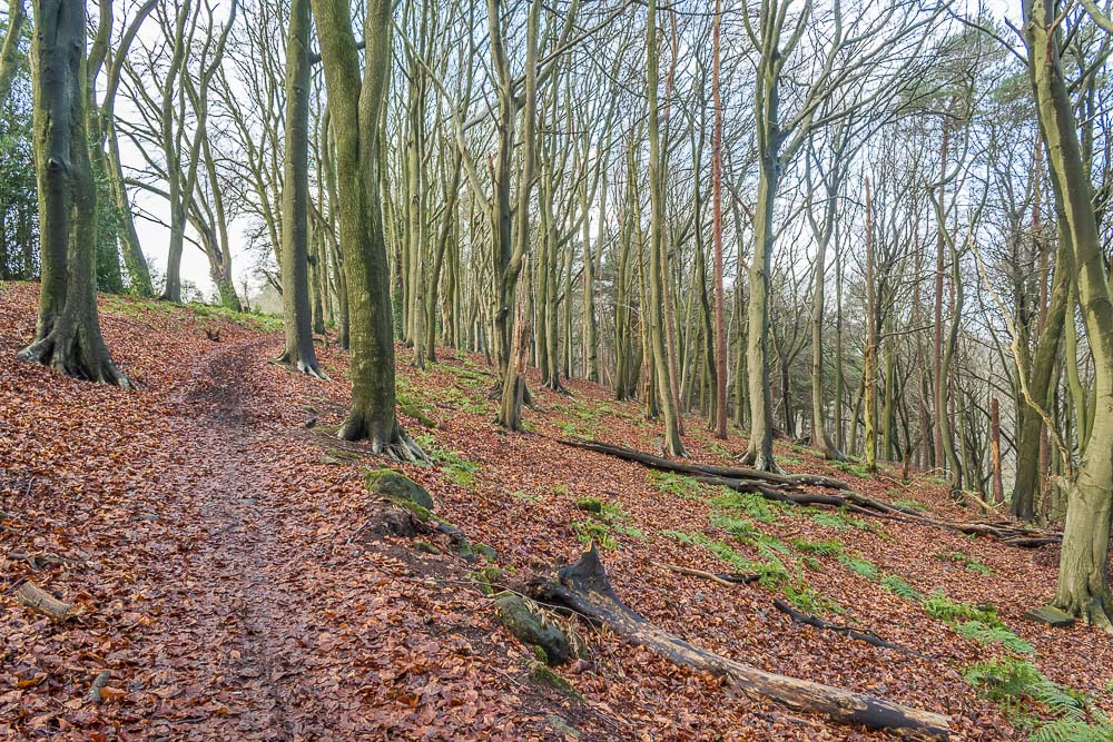 Birch Wood