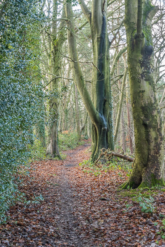 Birch Wood