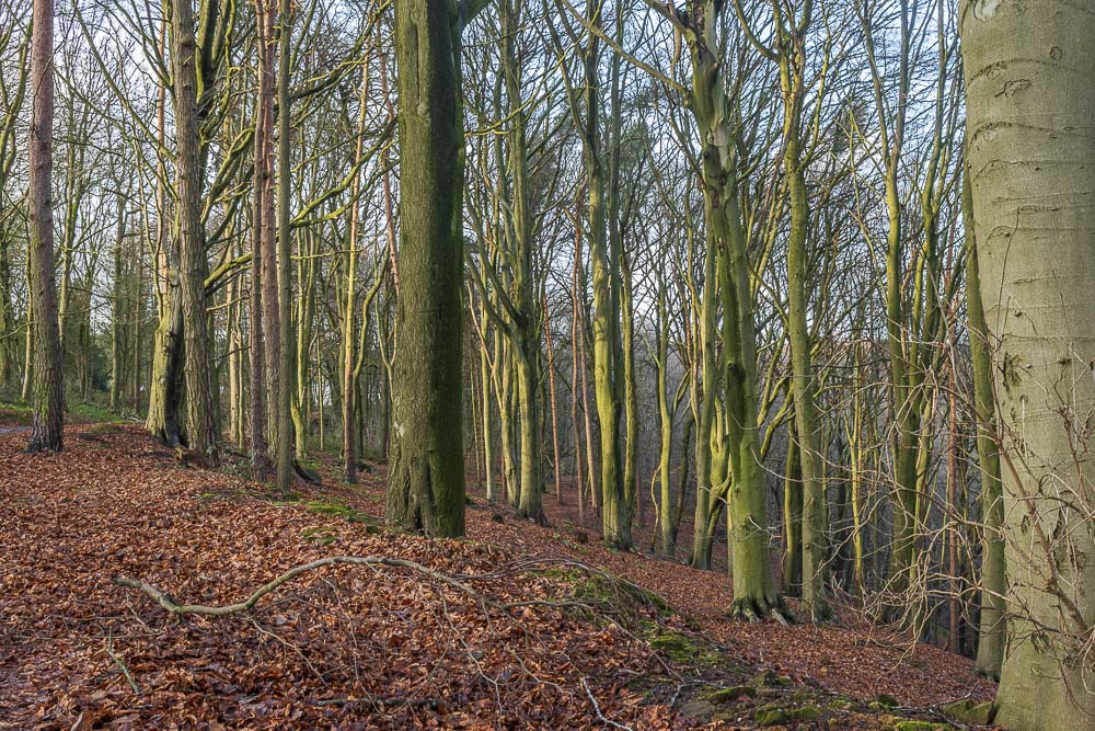 Birch Wood