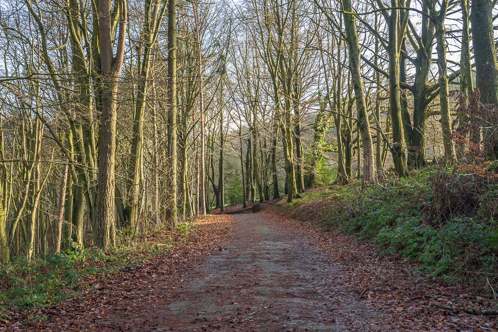 Birch Wood