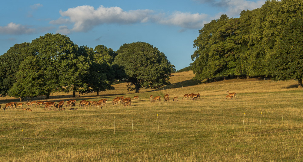 Red Deer