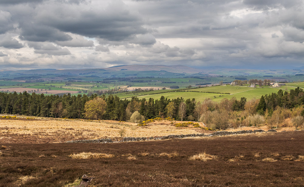 Cheviots