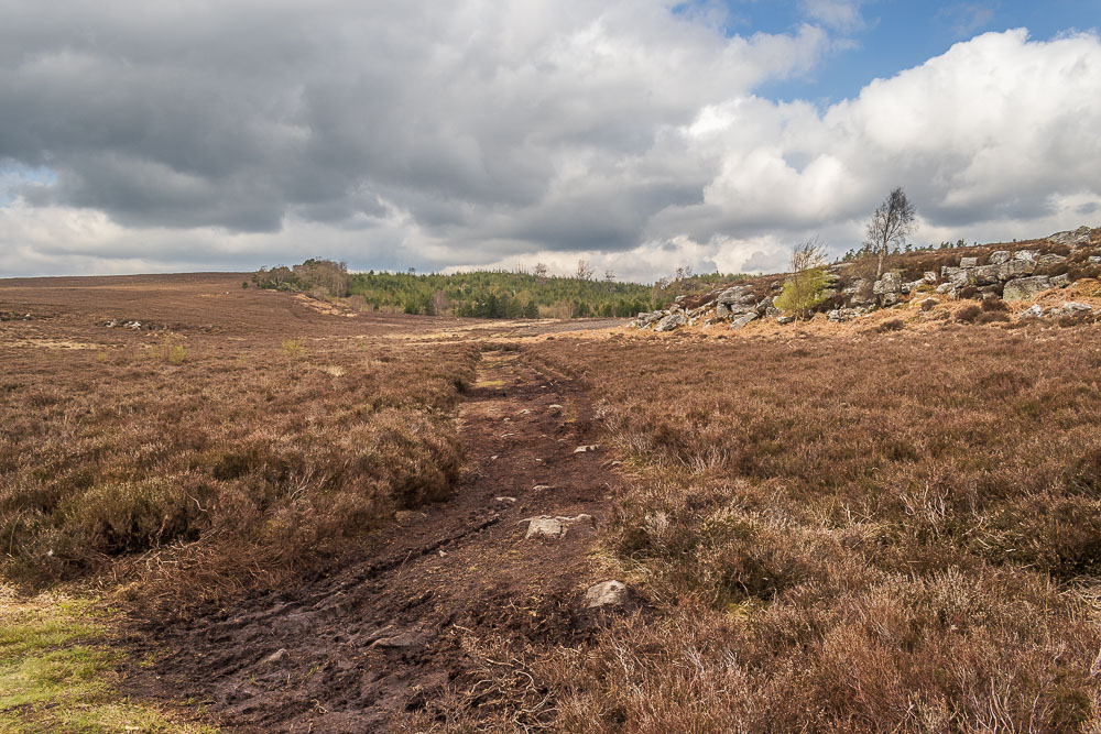 Primrose Wood