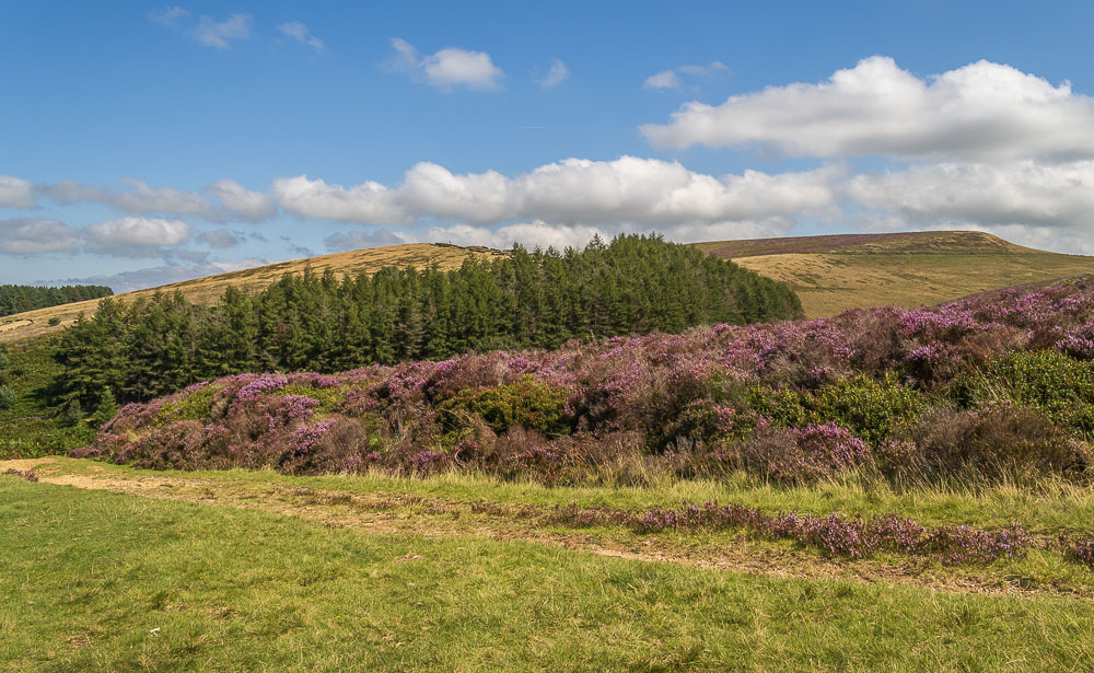Wild Moor