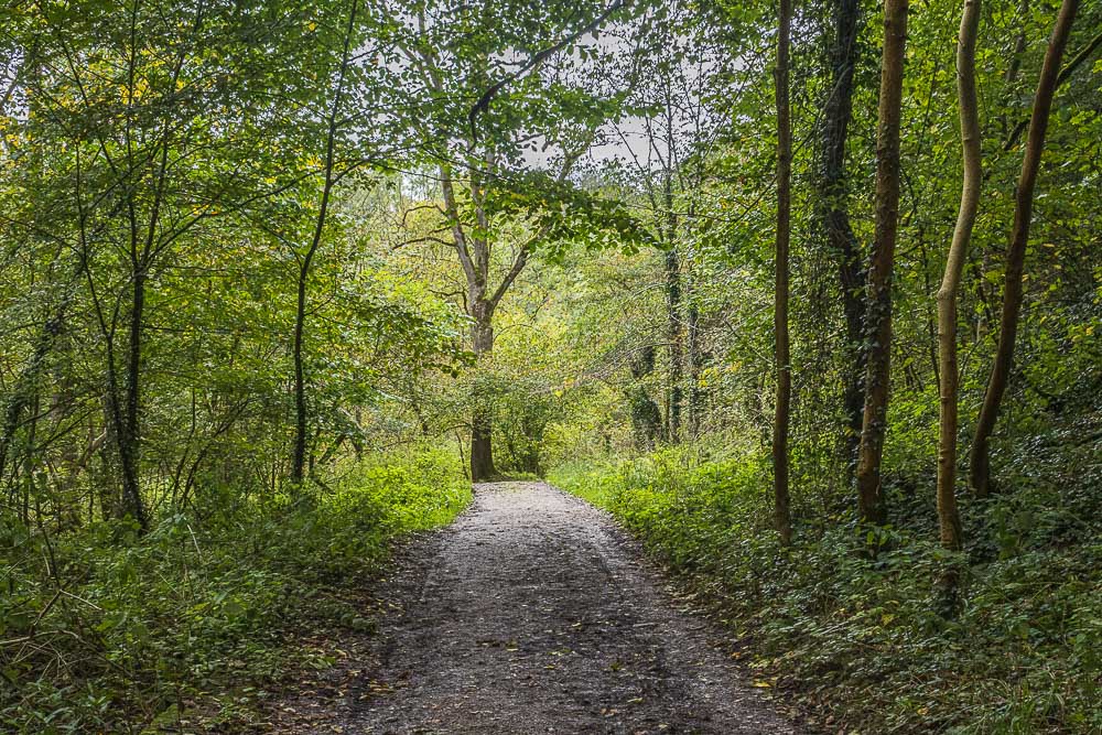 Palmerston Wood